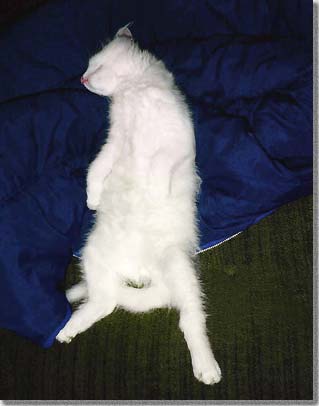 爆睡する子猫のシーザー